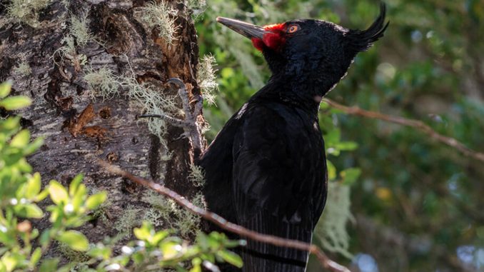 disponible-de-forma-gratuita-nuevo-libro-sobre-flora-y-fauna-mapuche-carpintero-negro