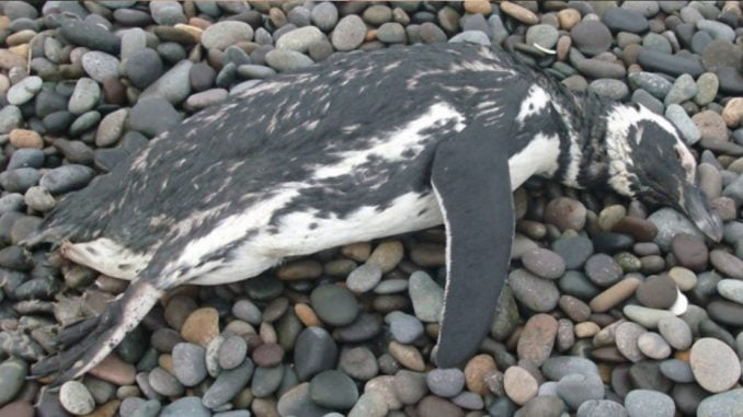 mas-de-100-aves-y-pinguinos-encontrados-muertos-en-playa-de-tolten-pinguinos
