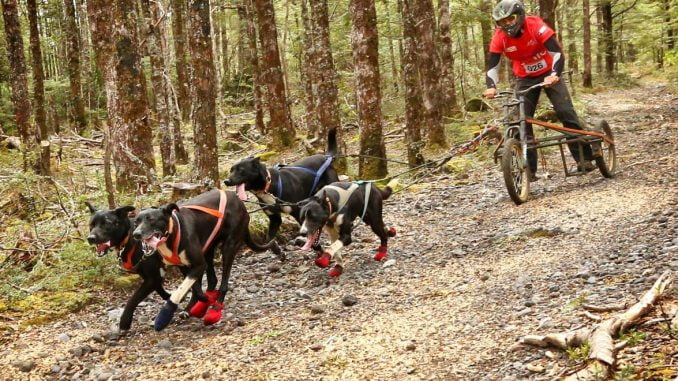 Mushing1