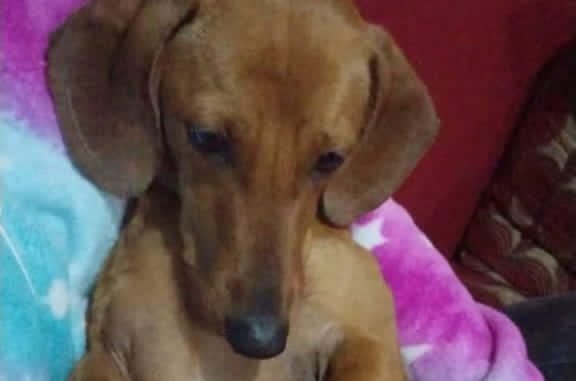 atencion-mascota-extraviada-en-cajon-img-20220831-wa00232