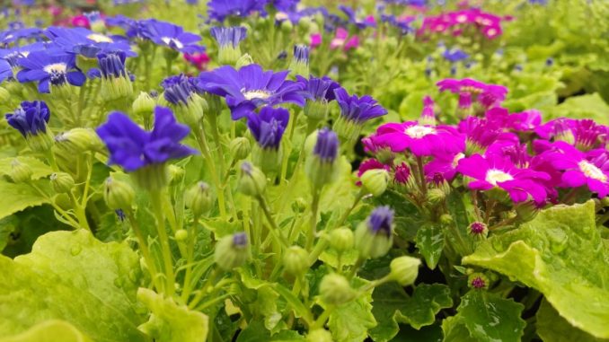 Flores 01