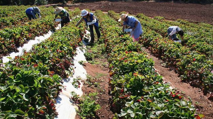 frutillas