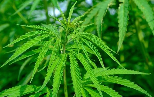 cannabis