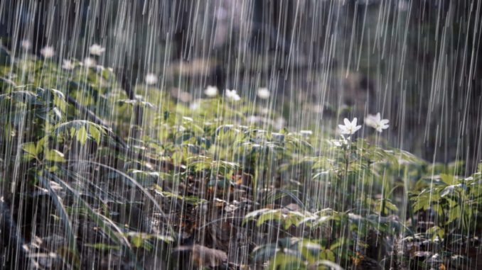 Luvia-bosque-1140x600-1