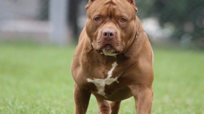 Big Dog
