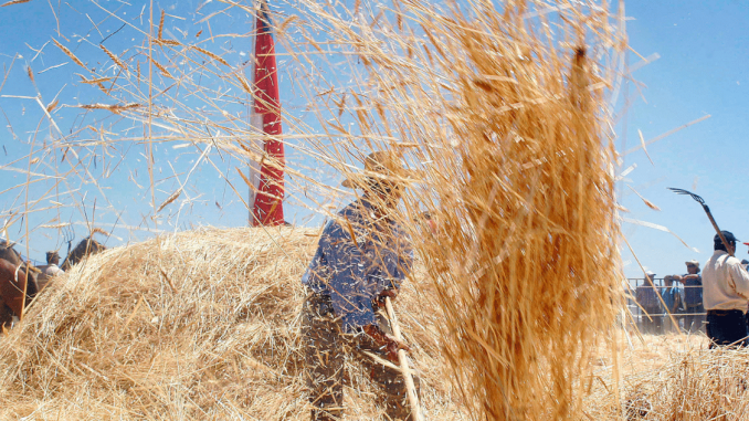 ¡Gran-oportunidad-Gobierno-compra-trigo-a-pequenos-agricultores-de-La-Araucania