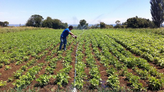 agricultura