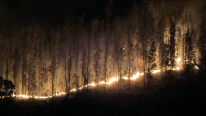 Mujer-Detenida-por-Incendio-Forestal-Mortal-en-Los-Sauces