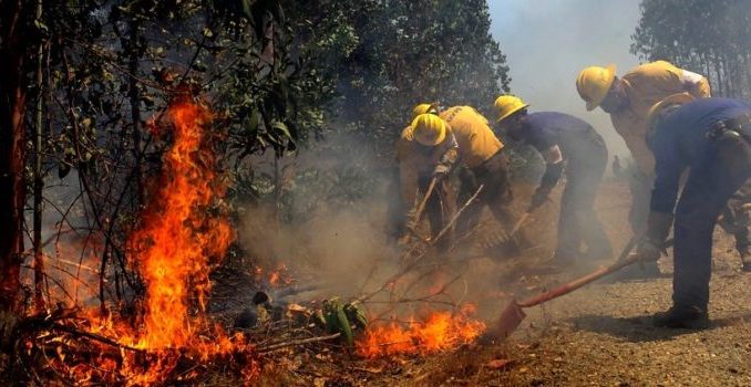 incendio-forestal-humedal-730x350