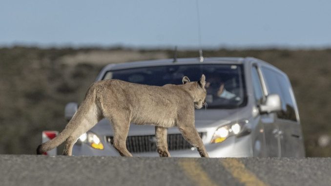 puma